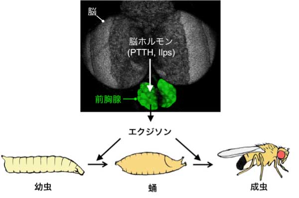 S_kobayashi_ohhara_fig1