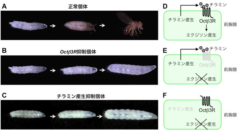 S_kobayashi_ohhara_fig2