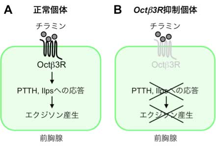 S_kobayashi_ohhara_fig3