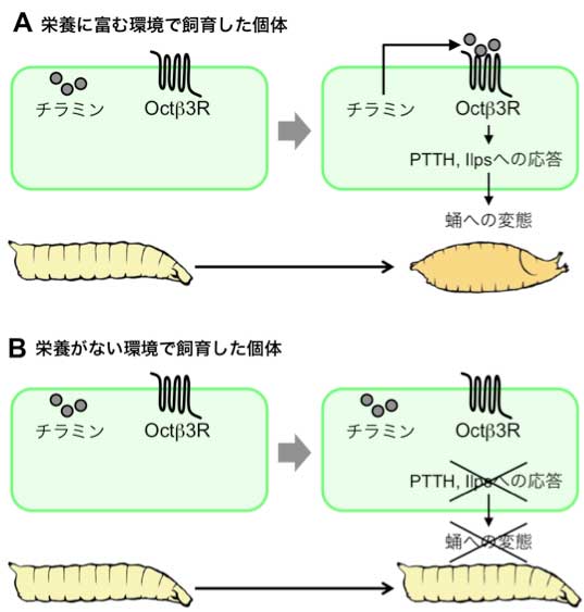 S_kobayashi_ohhara_fig4