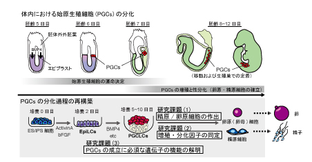 研究の概要_林