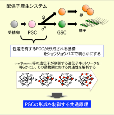 研究の概要_小林