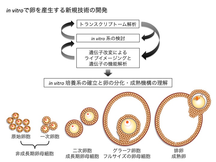 研究の概要_尾畑