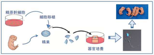 研究の概要_小川