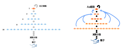 研究の概要_吉田