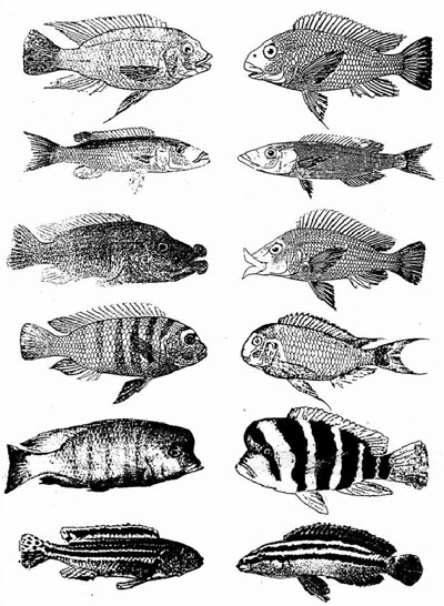 Cichlids Evolution