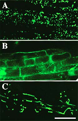 Fig.2