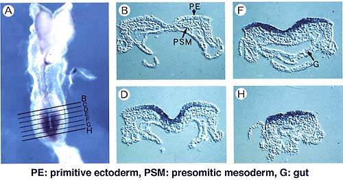 Fig.1a