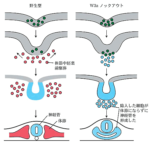 Fig. 1b