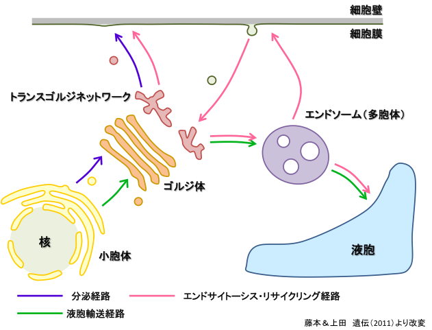 植物のオルガネラと膜交通経路