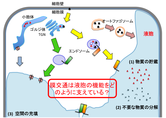 液胞機能と多様な液胞輸送経路