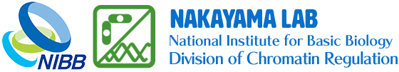 National Institute for Basic Biology Division of Chromatin Regulation Nakayama Lab