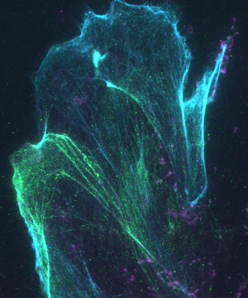 直接DNA一次配列の変化を伴わないエピジェネティックな現象