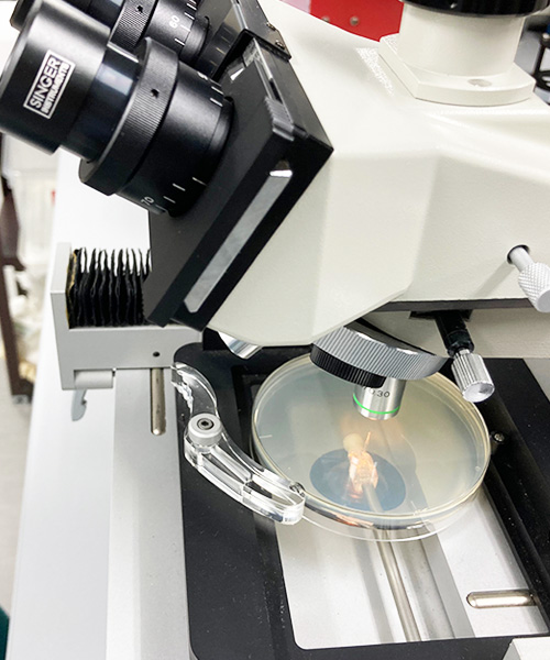 エピジェネティックな現象に潜む分子メカニズムの解明