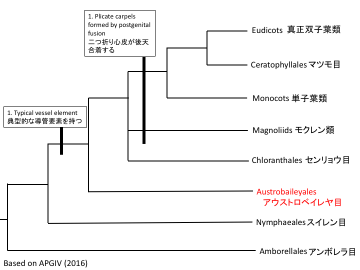 被子植物の系統樹