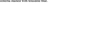 eLXg {bNX:  Apical region of a caulonema stained with toluidine blue.