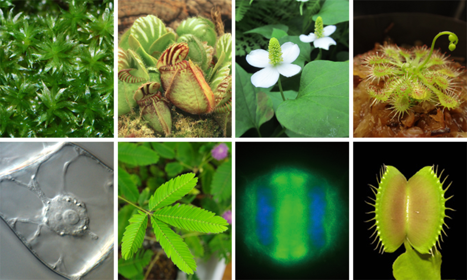 生物進化_実験材料