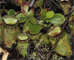 Cephalotus