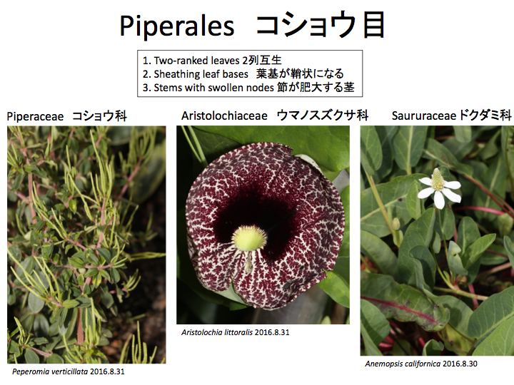 Piperales Piperaceae Aristolochiaceae Saururaceae