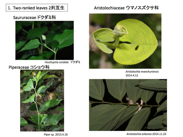 コショウ目の派生形質