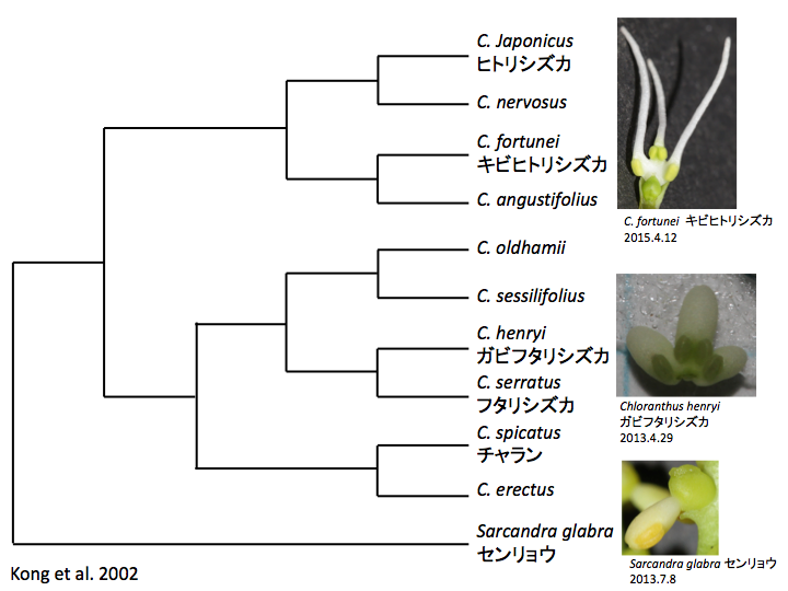 Chloranthaceae