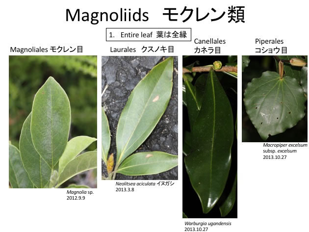 Magnoliids Magnolia