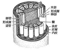 維管束