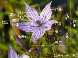 花被