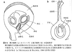 裸子植物と被子植物の花粉発芽