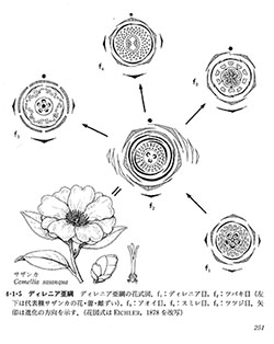 ディレニア亜網