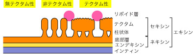 テクタム