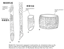 仮道管