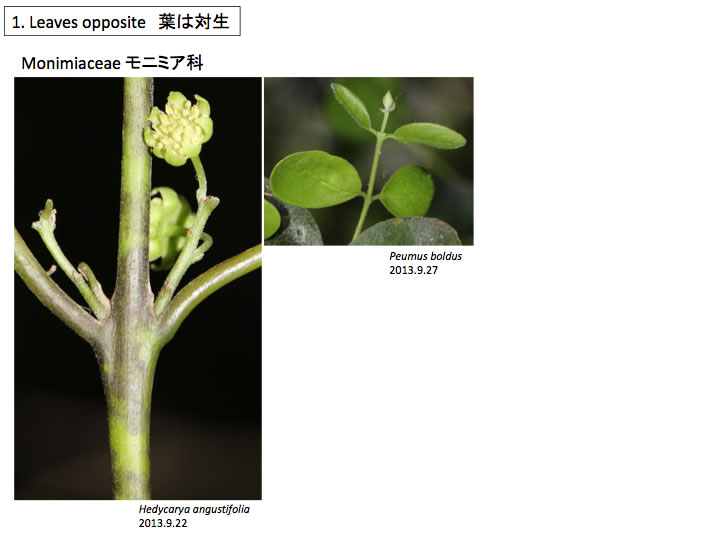 Monimiaceae Hedycarya Peumus