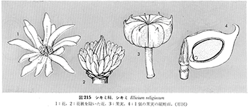 シキミの花被