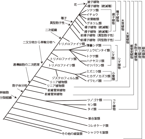 陸上植物の進化 概要