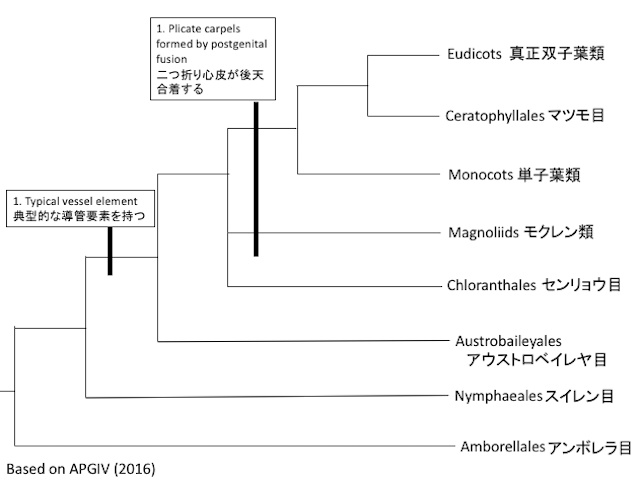 被子植物の系統樹