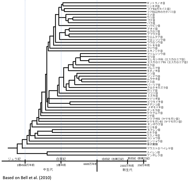 Angiosperm_bunki