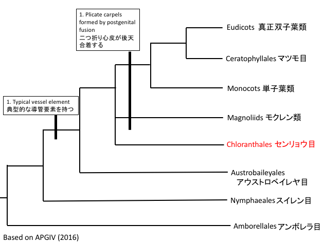 被子植物の系統樹