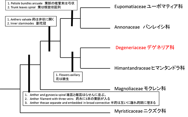 モクレン目の系統樹