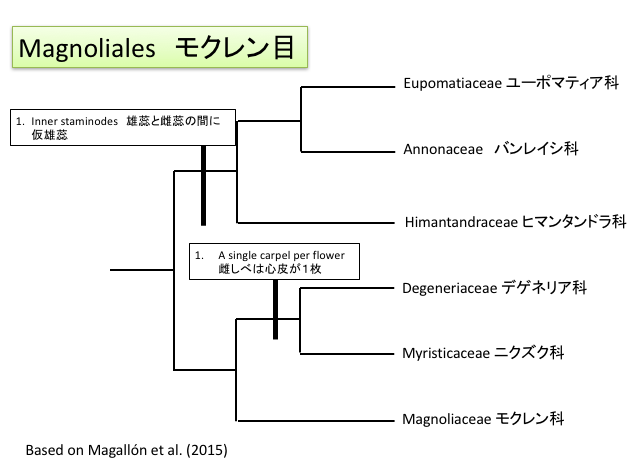 モクレン目の系統樹