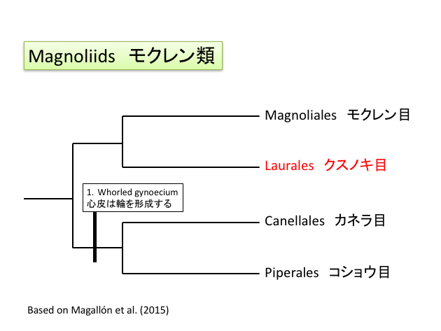 モクレン類の系統樹