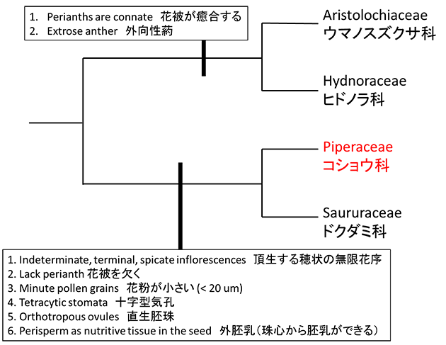 コショウ目の系統樹