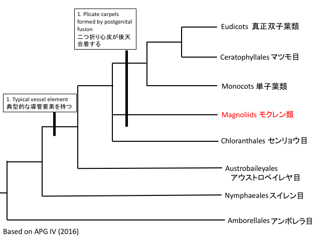 被子植物の系統樹