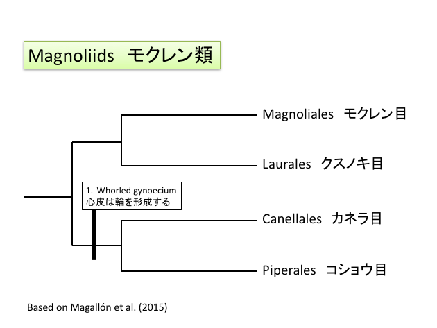 モクレン類の系統樹