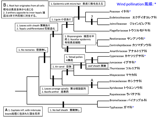 イネ目の系統樹
