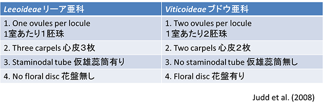 ブドウ目の派生形質_03