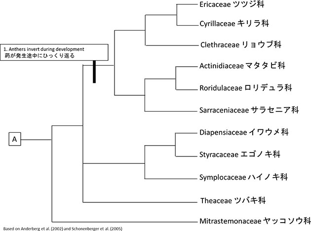 ツツジ目の系統樹_02