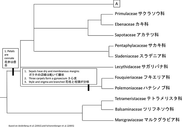 ツツジ目の系統樹