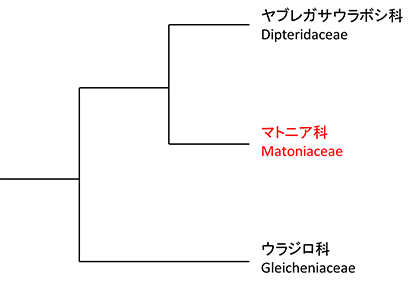 ウラジロ目の系統樹