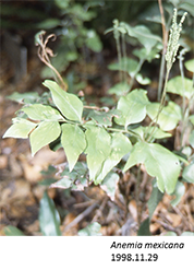 Anemia mexicana